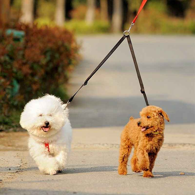 2 in 1 Dog Leash Coupler for Walking Two Dogs Together - Ideal for Pet Owners - Travillure Pet Emporium